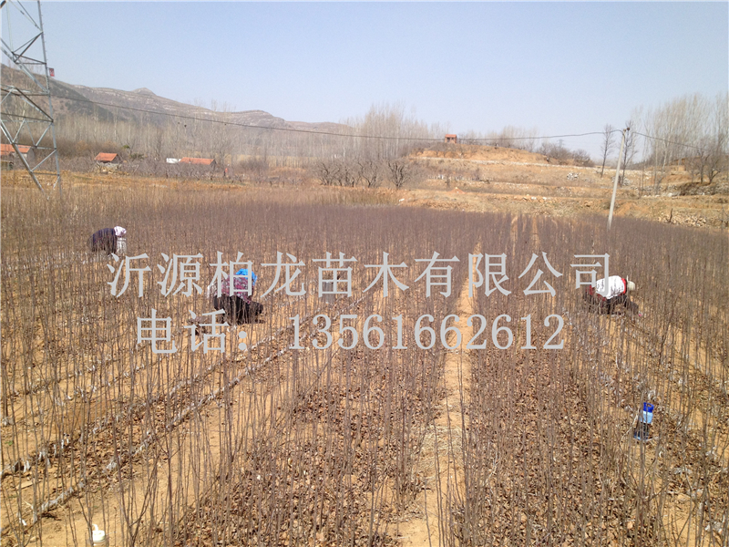 Դt޽ӬF(xin)