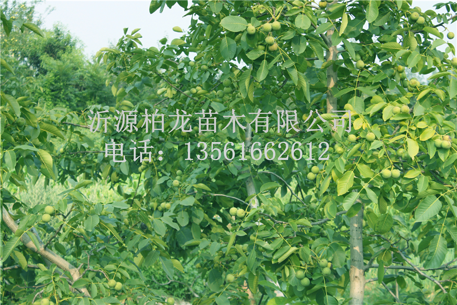 8518Y