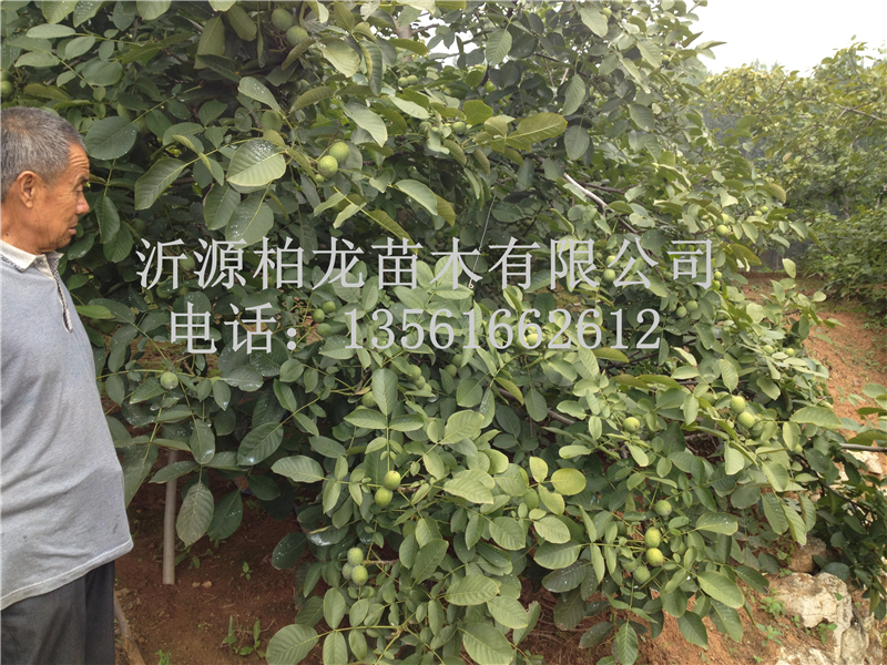 8518Y