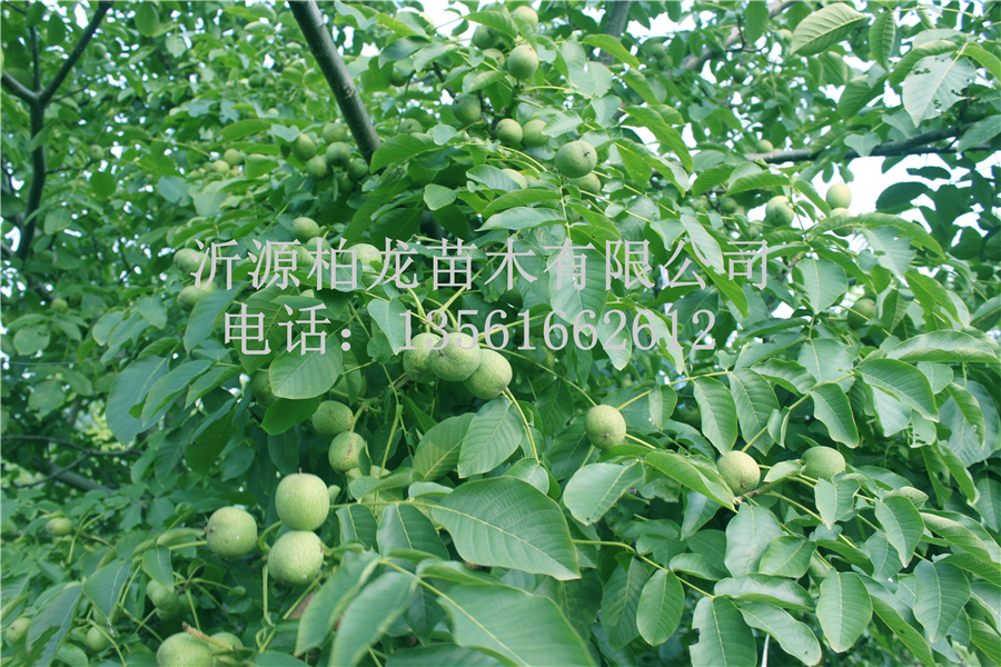 8518Y