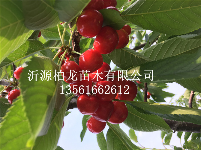 ҽY(ji)