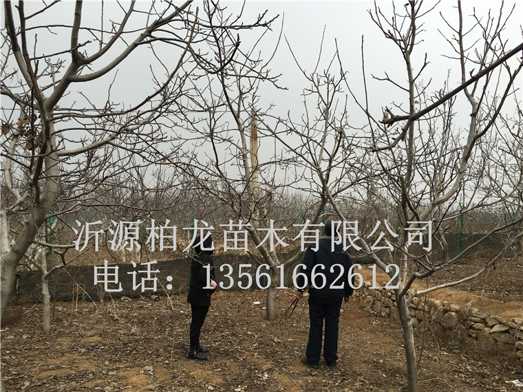 8518ۺ(w)
