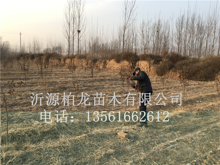 8518ۺ(w)